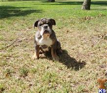 english bulldog puppy posted by Kris English Bulldogs